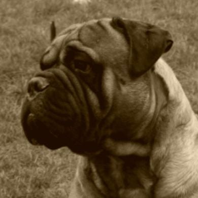 Jump Des Falaises Ardentes