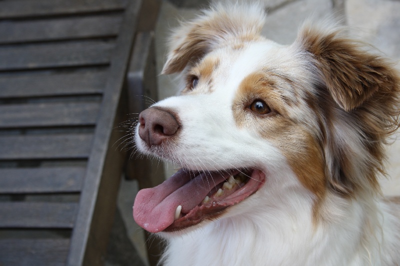 Publication : Du Clos Des Samaustra Auteur : melle Perraudeau