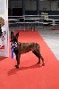 - Meilleur de Race à Marseille !!