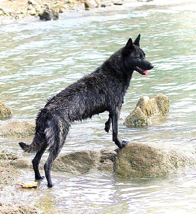 austrian high spirit C'lana