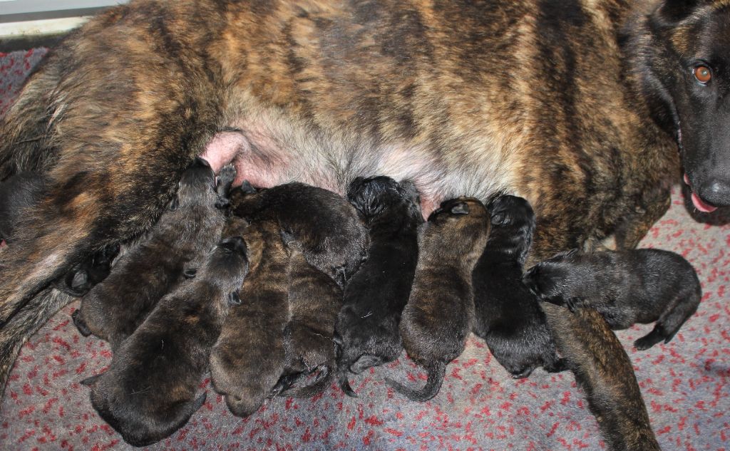 chiot Berger hollandais Du Rocher Des Ducs