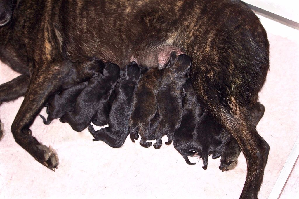 chiot Berger hollandais Du Rocher Des Ducs