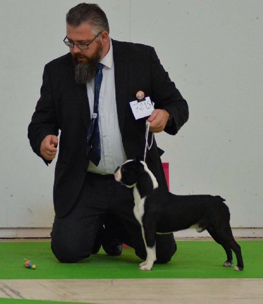 CH. hessenvilla's Quarterback - 2ème Excellent