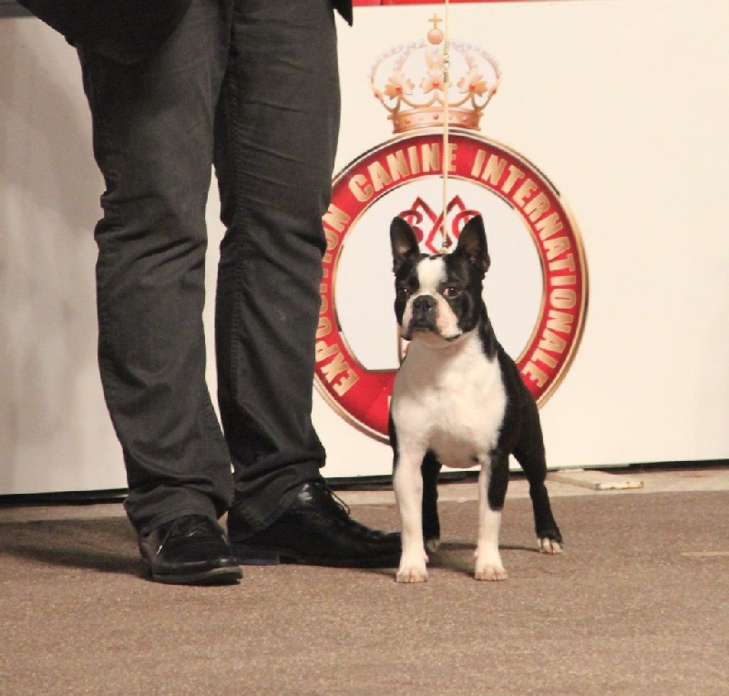 CH. hessenvilla's Quarterback - 1er Exc / CAC / CACIB / BOB / Meilleur de Race