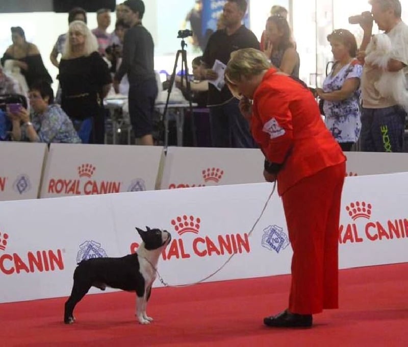 CH. hessenvilla's Quarterback - 4ème Excellent