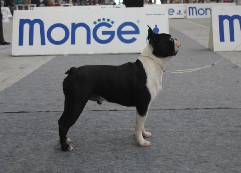 CH. hessenvilla's Quarterback - RCAC / RCACIB