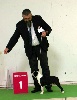 CH. Jack to the king Du Rocher Des Ducs - Meilleur Puppy Des Championnats de France !!!