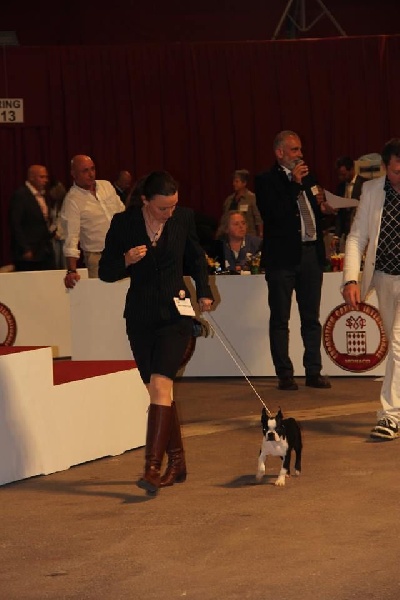 CH. hessenvilla's Quarterback - Très Prometteur / Meilleur Baby / Best in Show baby 4