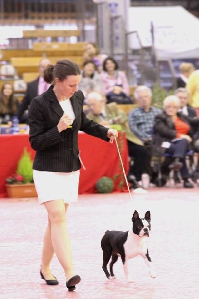 CH. hessenvilla's Quarterback - 1er Excellent / JBOB / Meilleur Jeune / Ring d'honneur