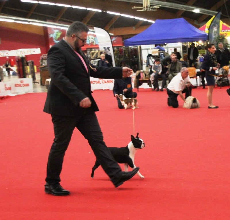 CH. hessenvilla's Quarterback - 1er Exc / JBOB / Meilleur Jeune / BOB / Meilleur de race / JBOG