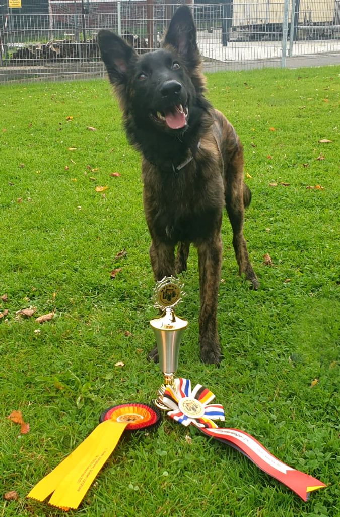 CH. Shotgun Du Rocher Des Ducs - 1er Très Prometteur / BOB Puppy / BEST IN SHOW Puppy