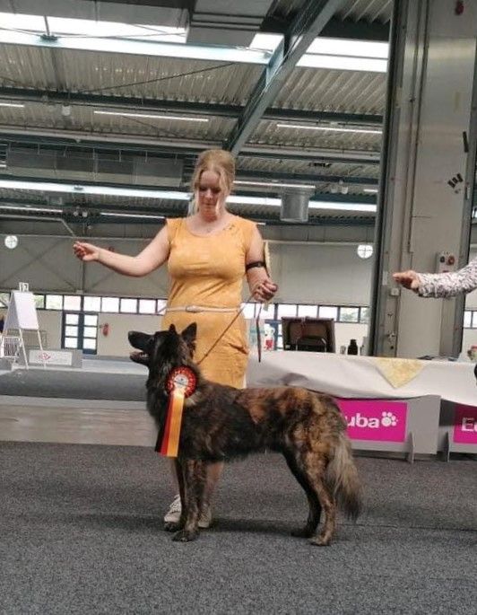 CH. Shotgun Du Rocher Des Ducs - 1er Exc / Meilleur Jeune / Meilleur de Race / BOB