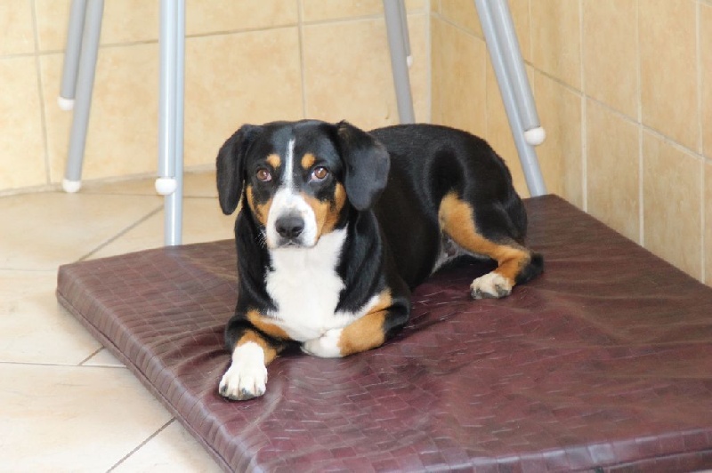 Publication : De Brapêche Auteur : marcehluss.com