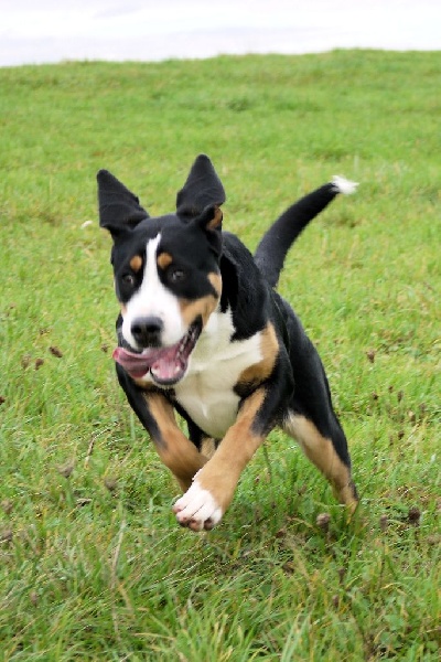 CH. Joly-coeur De Brapêche