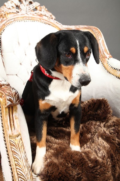 Publication : De Brapêche Auteur : marcehluss.com