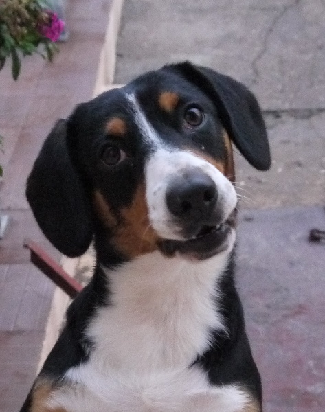 Publication : De Brapêche Auteur : marcehluss.com