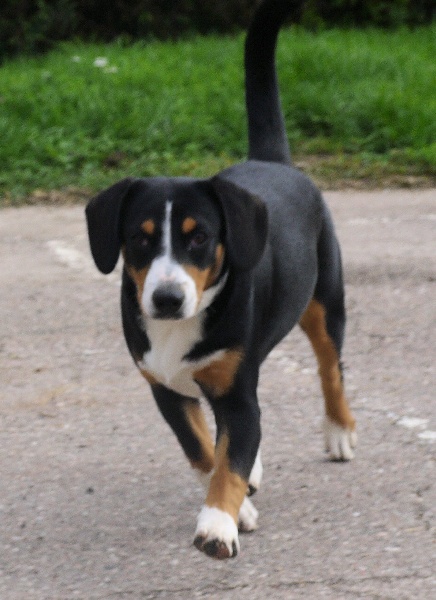 Publication : De Brapêche Auteur : marcehluss.com