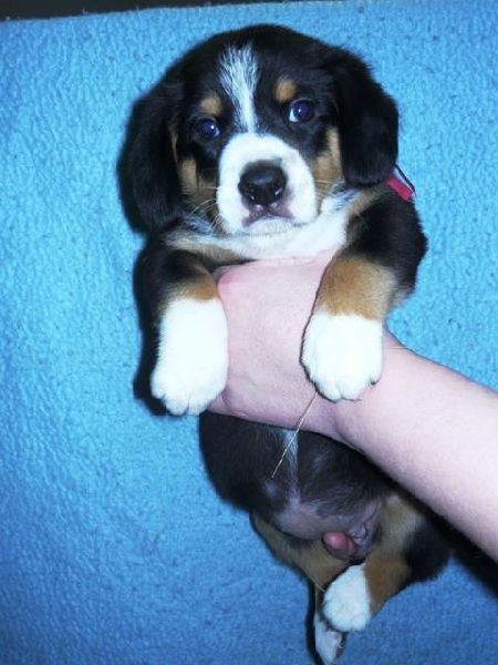 Publication : De Brapêche Auteur : marcehluss.com