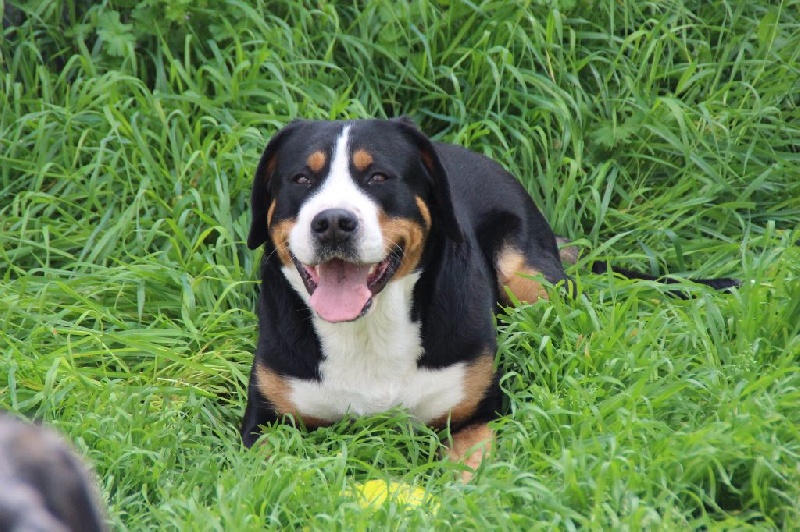 CH. Joly-coeur De Brapêche