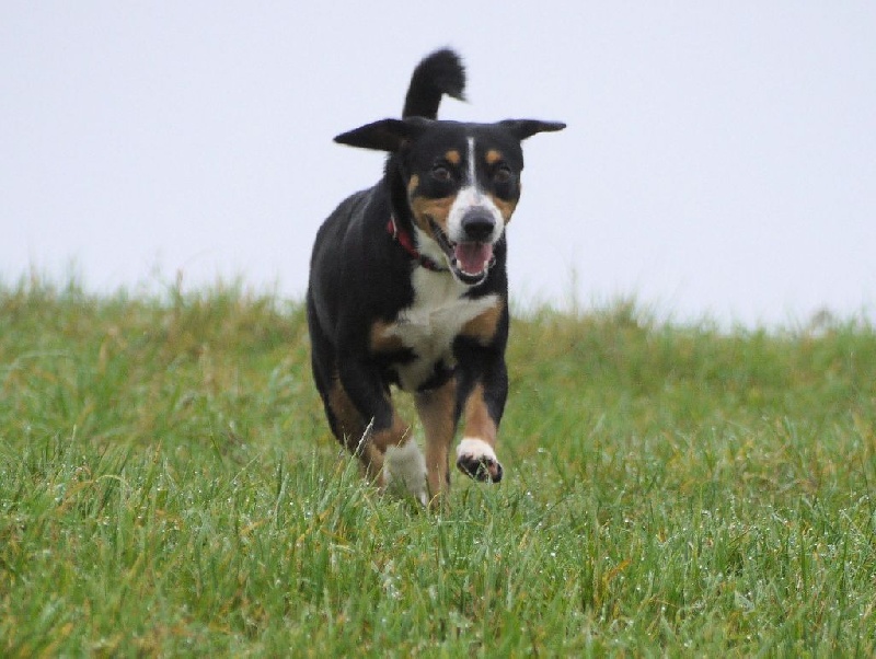 Publication : De Brapêche Auteur : marcehluss.com