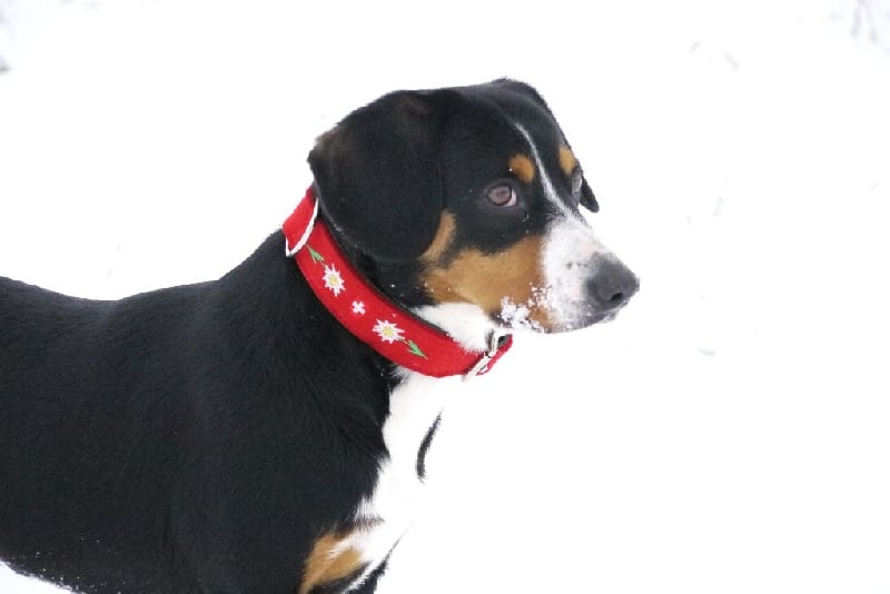 Publication : De Brapêche Auteur : marcehluss.com