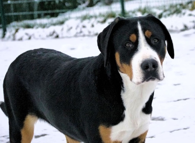 CH. Joly-coeur De Brapêche