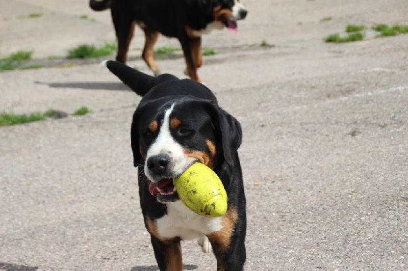 CH. Joly-coeur De Brapêche