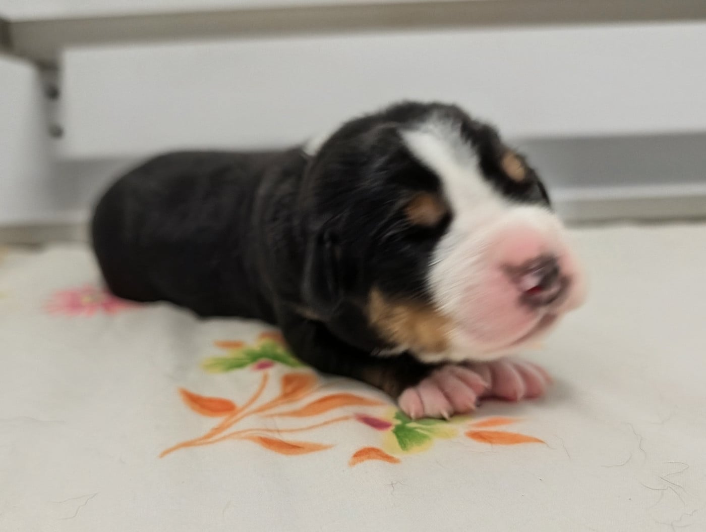 Chiot 3