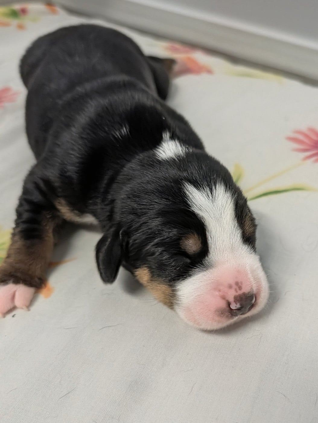 Chiot 6
