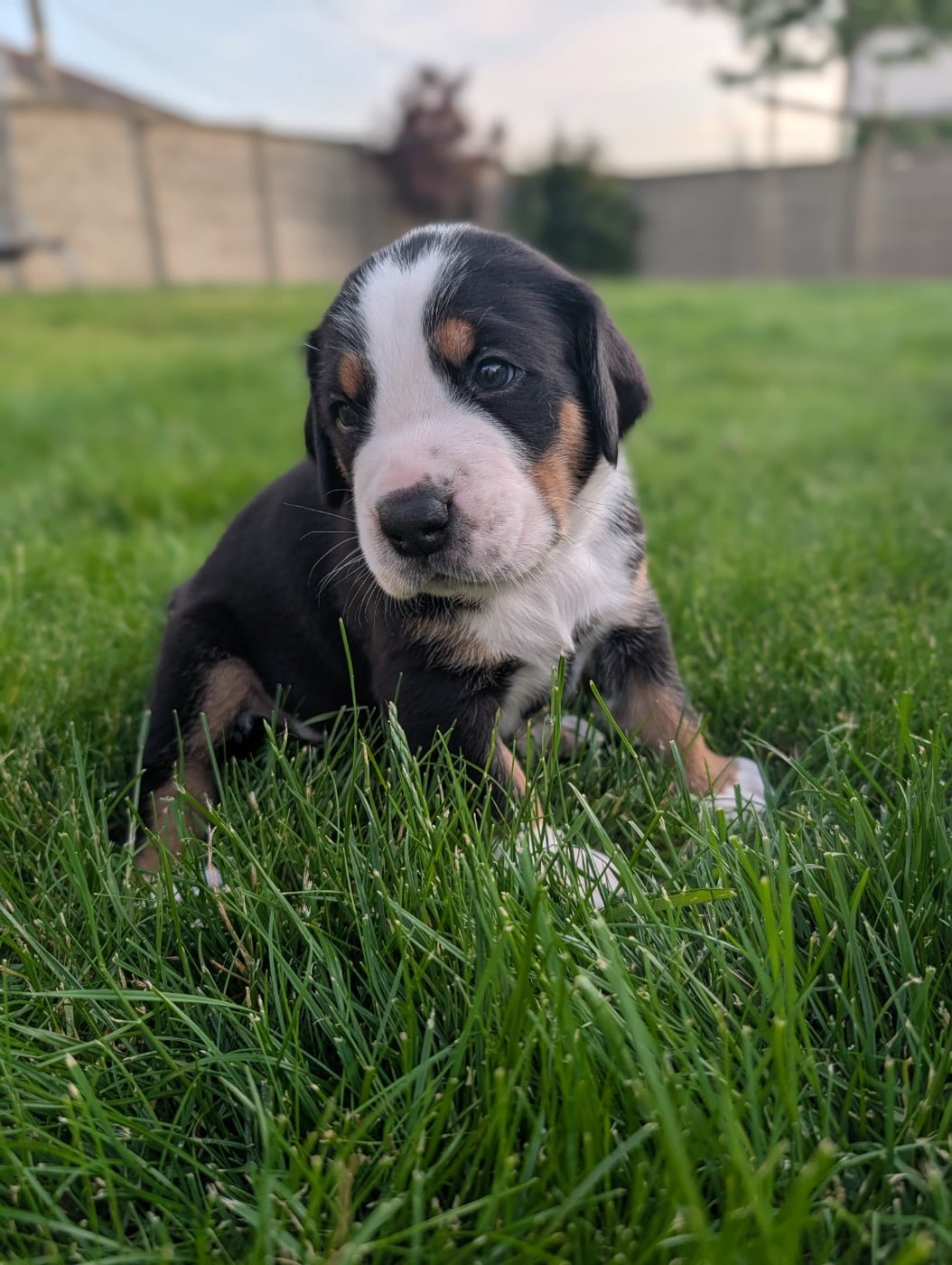 Chiot 2