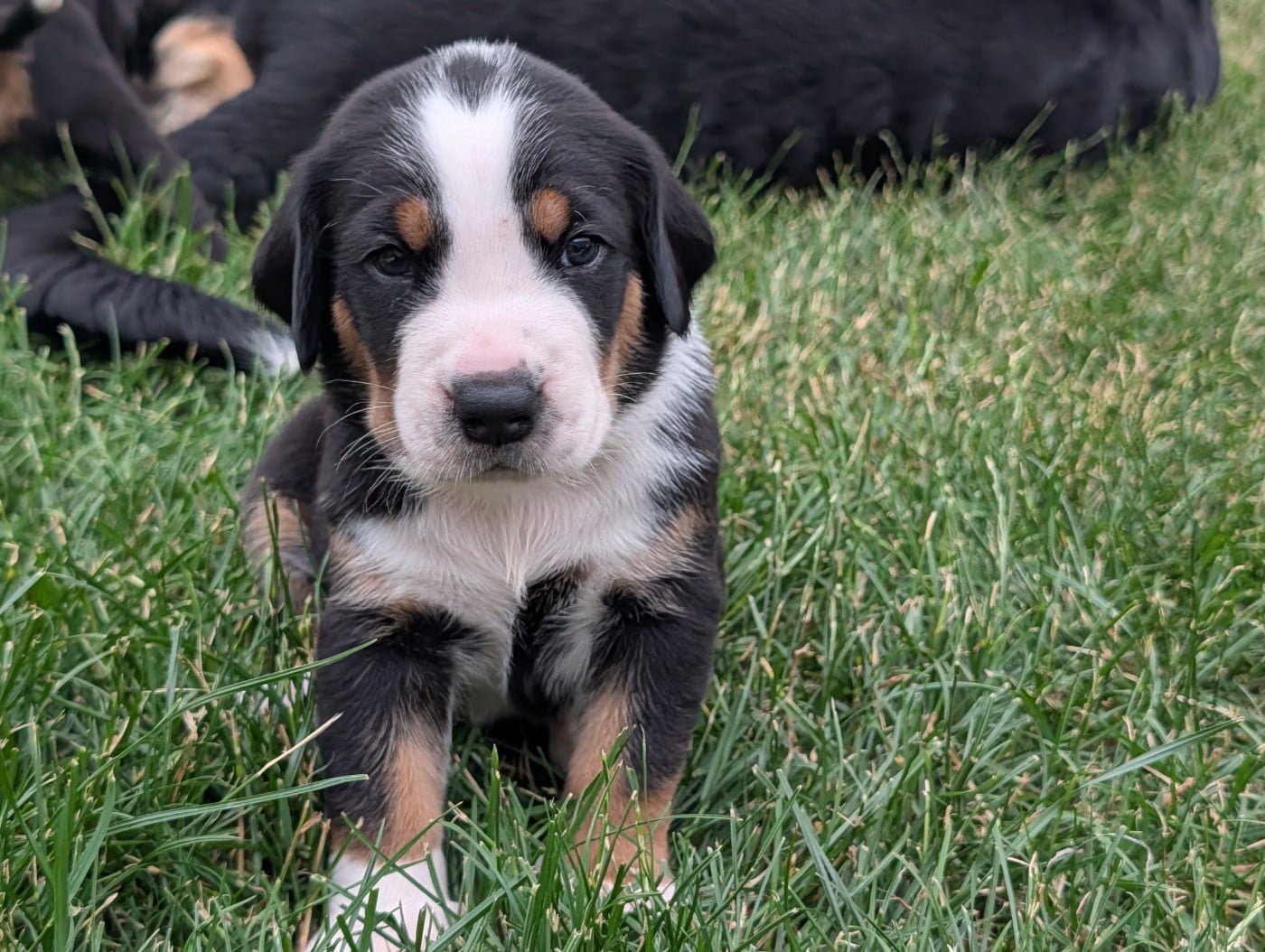 Chiot 2