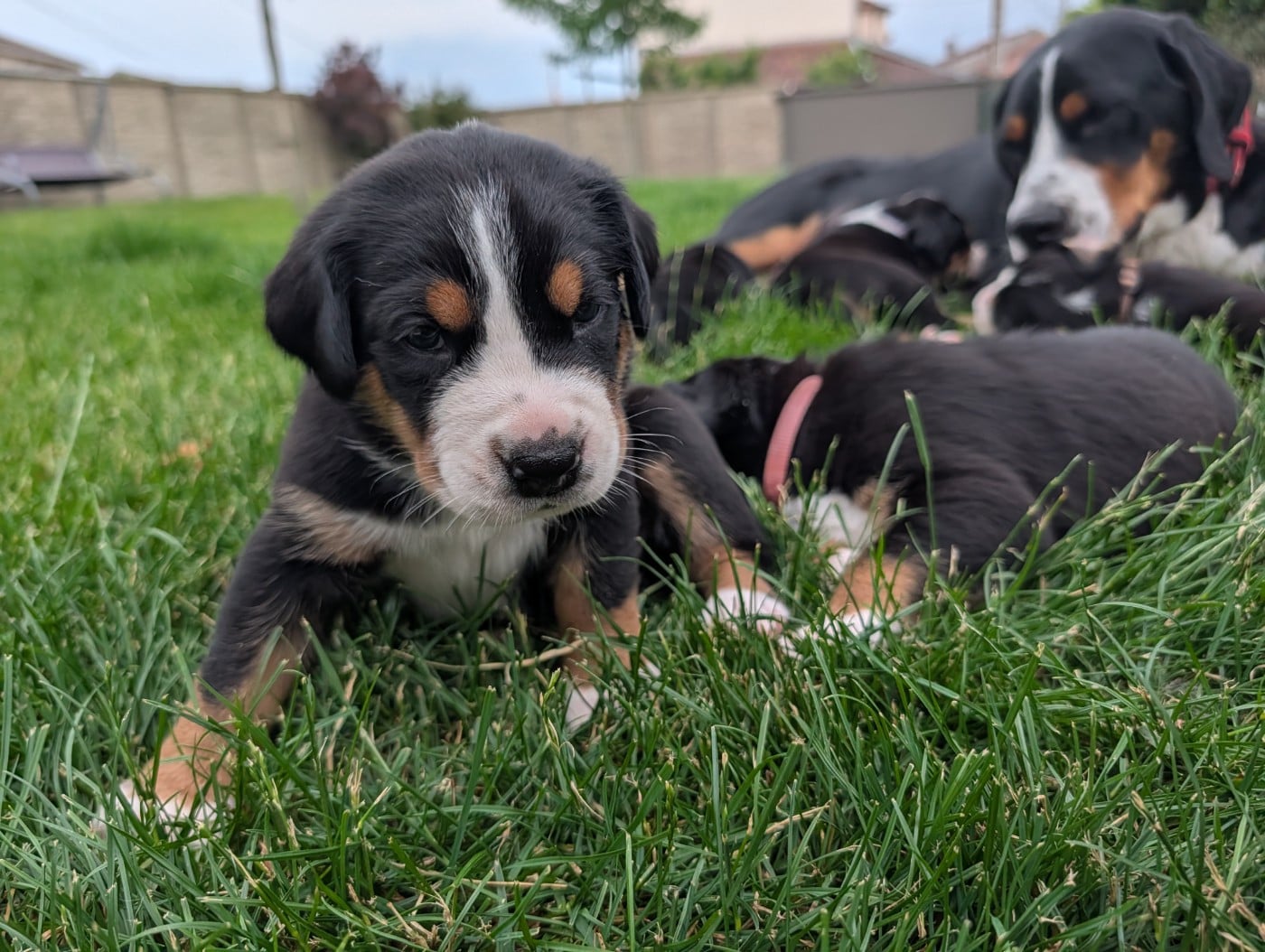 Chiot 3