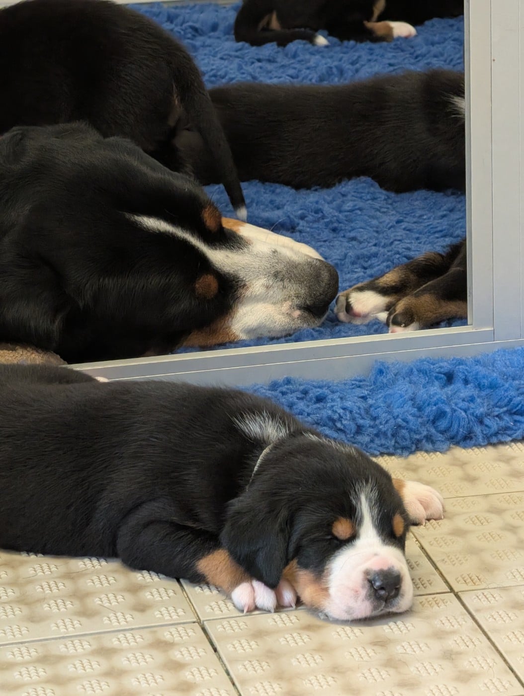 Chiot 3