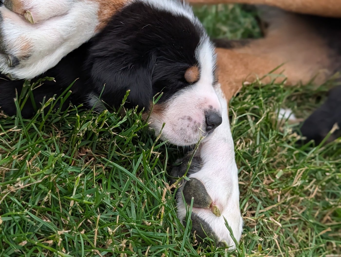 Chiot 5