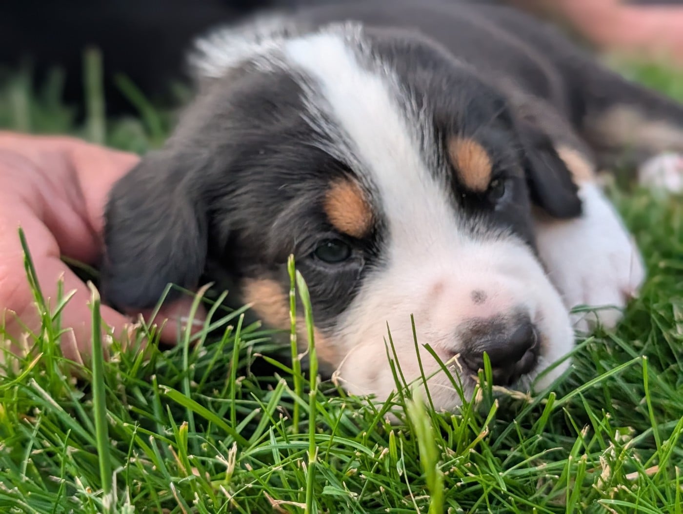 Chiot 7