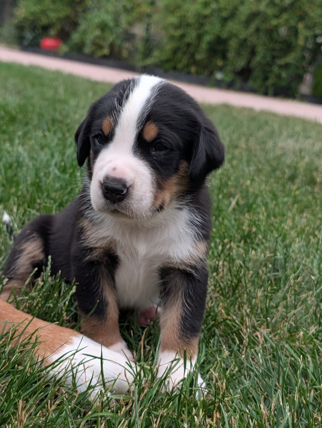 Chiot 7