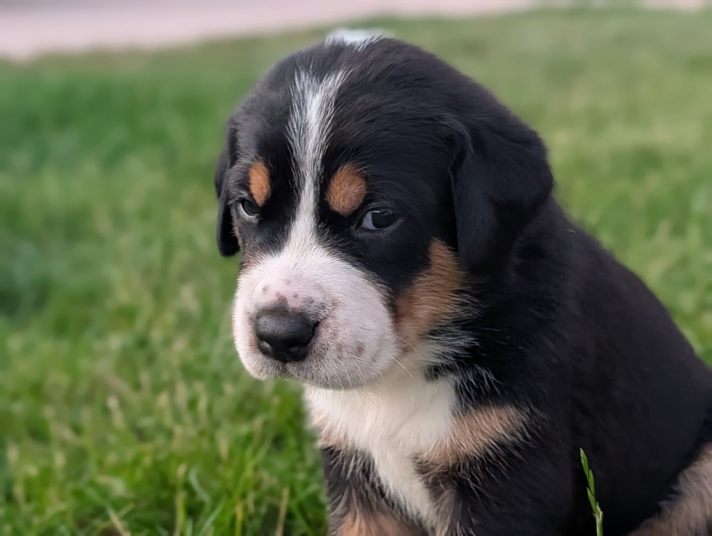Chiot 1