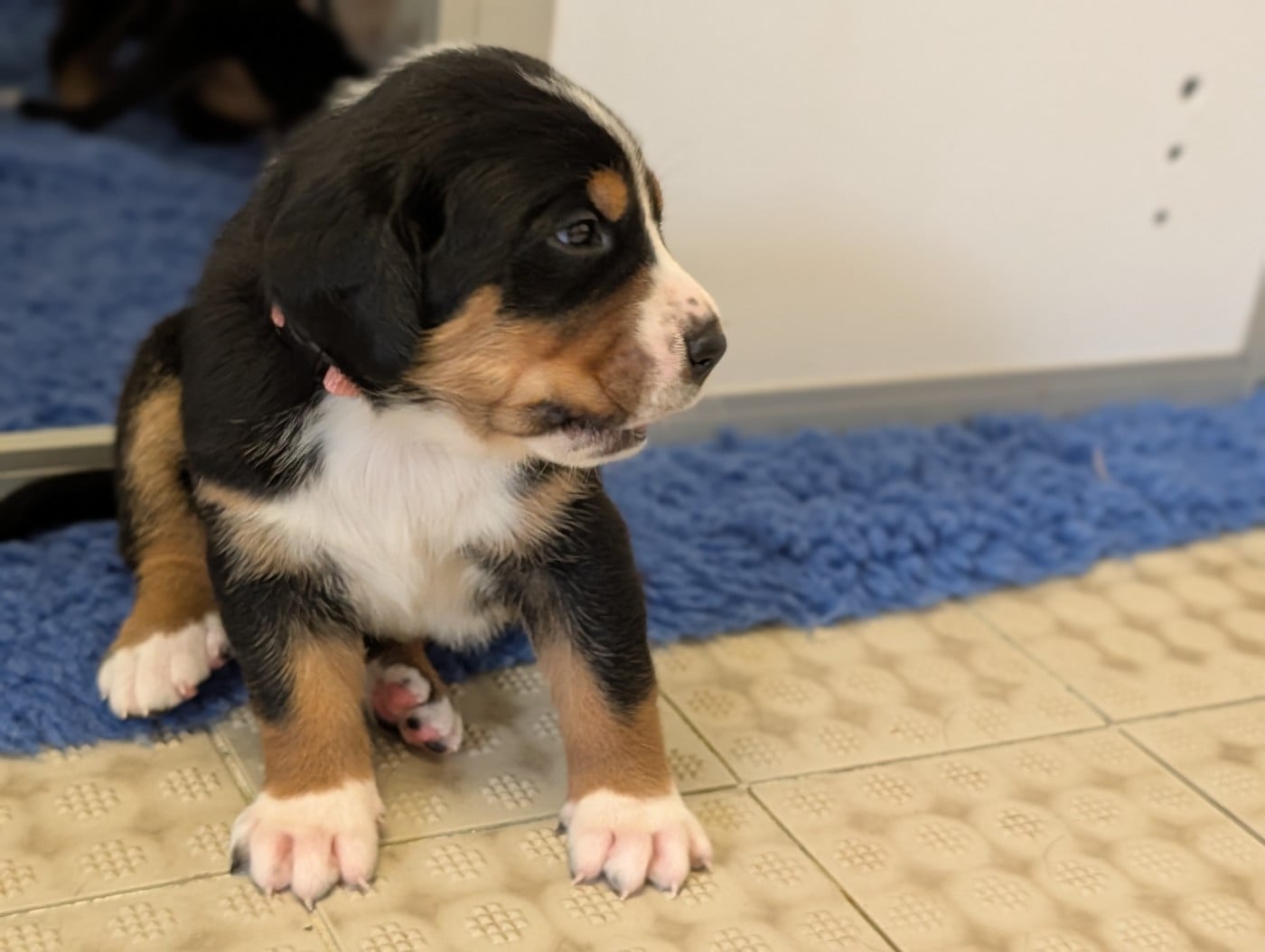 Chiot 1