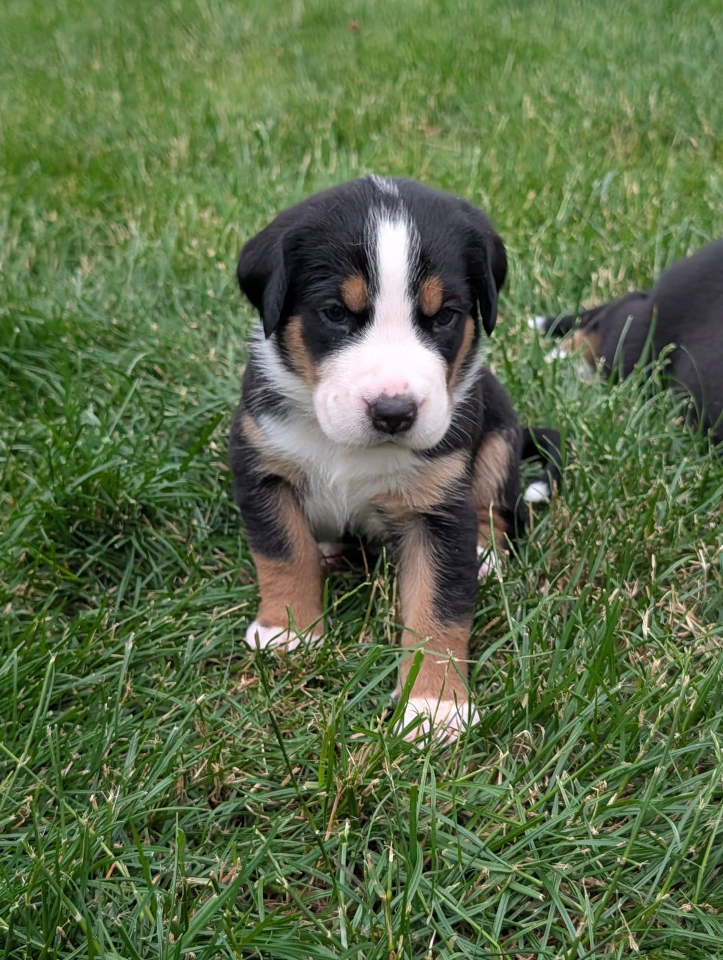 Chiot 4