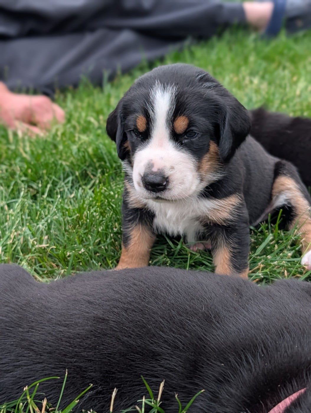 Chiot 6