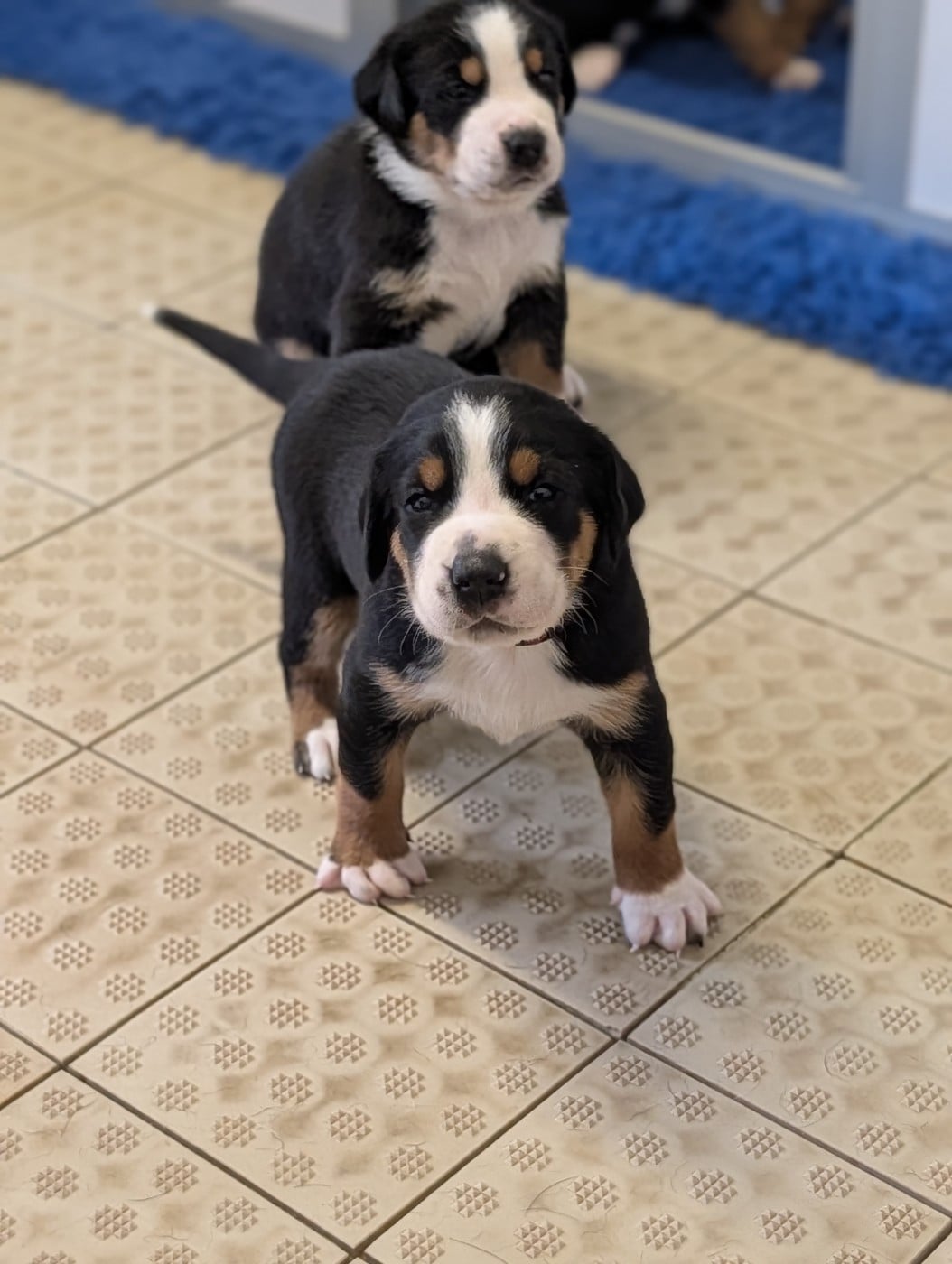 Chiot 6