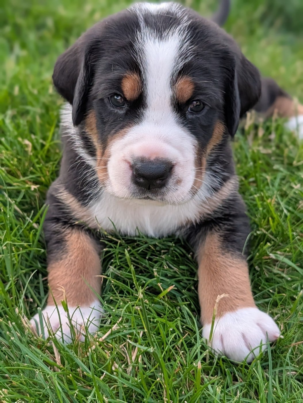 Chiot 8