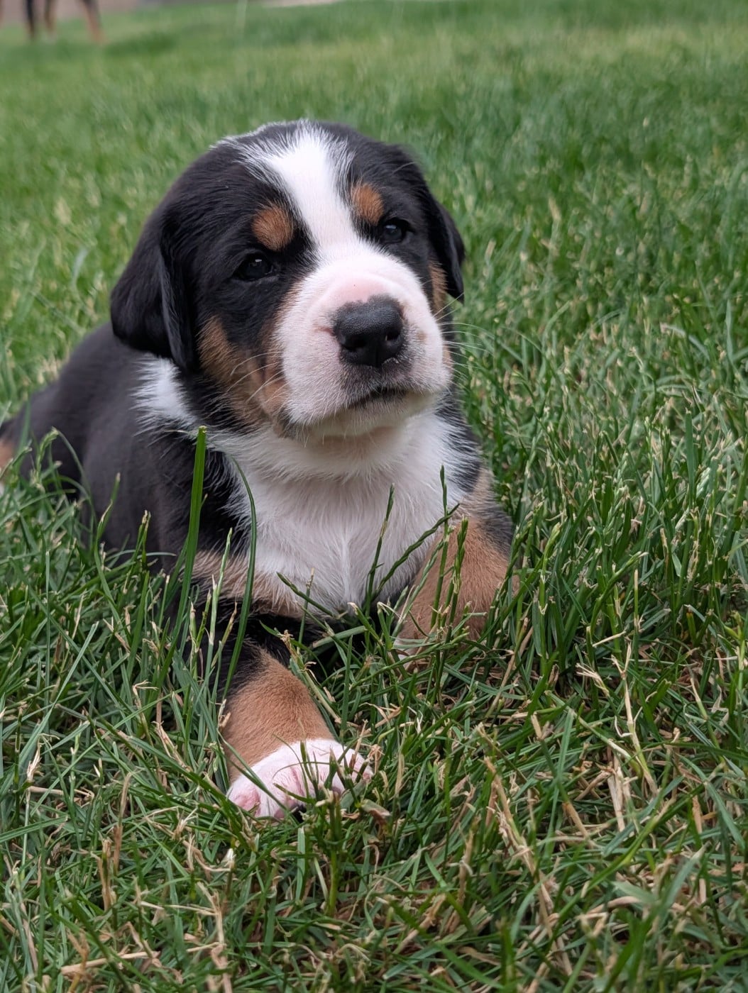 Chiot 8