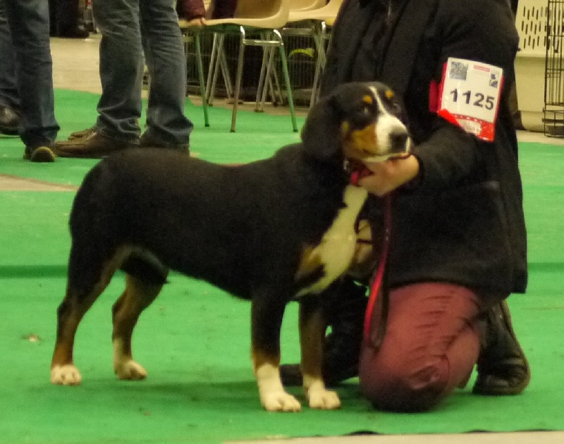 CH. Bahia From balihara ranch - 1er excellent, meilleur jeune