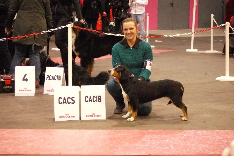 CH. Bahia From balihara ranch - 1er excellent CACS - CACIB - meilleur de race