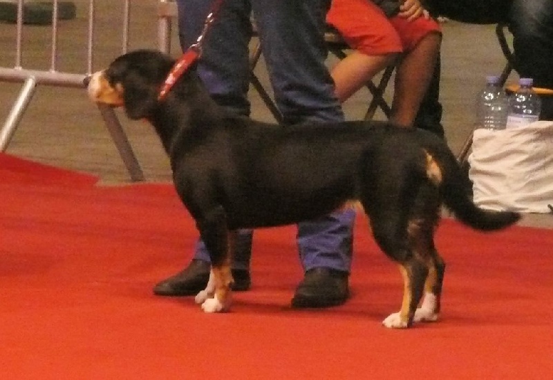 CH. Bahia From balihara ranch - CACS, CACIB, BOB, 3ème best in show groupe 2