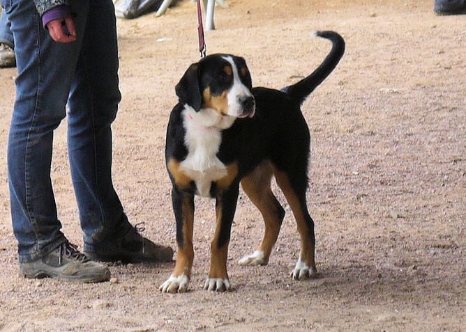 CH. road to helvetia Flores - 2ème