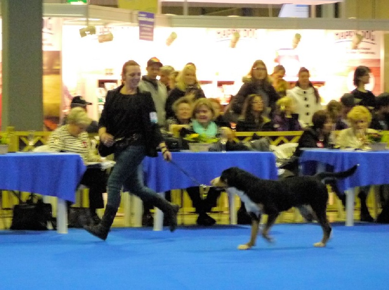 CH. Joly-coeur De Brapêche - 1er excellent meilleur jeune femelle, championne junior de Luxembourg
