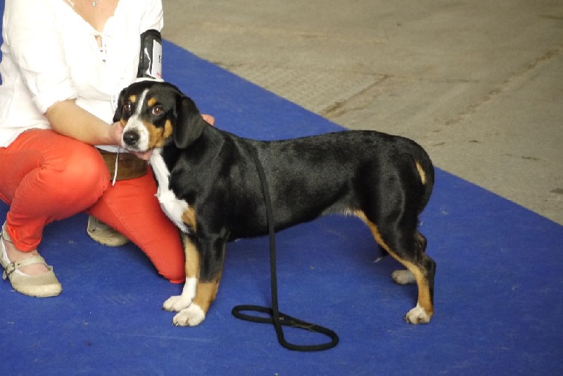 CH. Bahia From balihara ranch - très bon