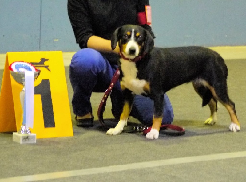 CH. Bahia From balihara ranch - CACL, CACIB, BOB, Benelux Winner